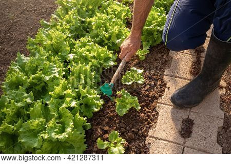 Ground Angle Shot Of A Garden Hoe Among The Lettuce Seedlings Held By A Caucasian Man, In The Greenh