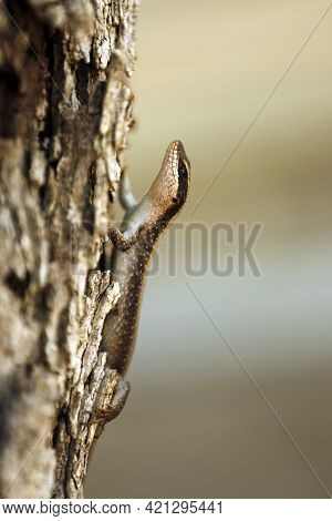 African Striped Skink (trachylepis Striata), On Tree. Kruger Park, South Africa