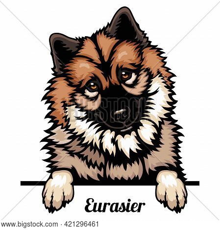 Eurasier - Dog Breed. Color Image Of A Dogs Head Isolated On A White Background