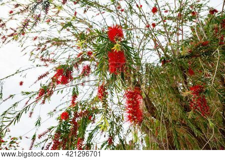 Beautiful Red Flowers Of Weeping Willow Tree.