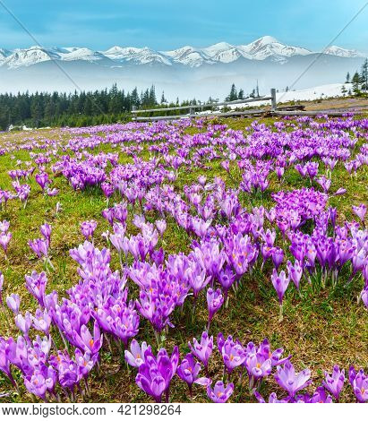 Colorful Blooming Purple Crocus Heuffelianus (crocus Vernus) Alpine Flowers On Spring Carpathian Mou
