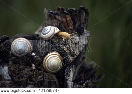 Three Snails On A Tree Stump. Spixies Are Small Snails. Aquarium Snail.