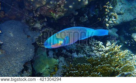 Daisy Parrotfish Or Bullethead Parrotfish (chlorurus Sordidus) Undersea, Red Sea, Egypt, Sharm El Sh