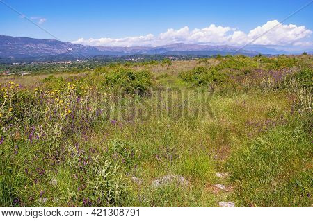 Beautiful Sunny Landscape. Montenegro, Ulcinj, View Of Meadow With Wildflowers Near Old Town Shas