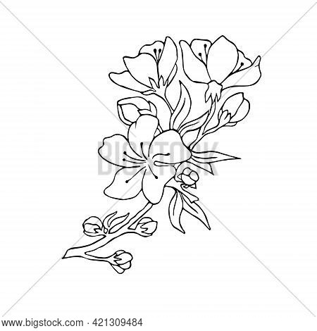 Cherry Blossoms On A Branch. Vector Illustration. Contour Image. Stock Vector. Sakura. Postcard.