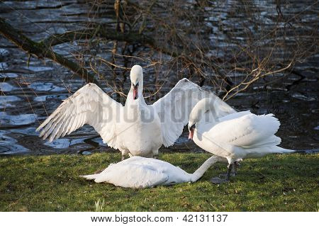 Mute Swans Display Aggressive And Tender Behaviour During Mating Ritual