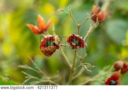 Viburnum Lantana Or The Wayfaring Tree Or Harlequin Glorybower Fruits And Seed
