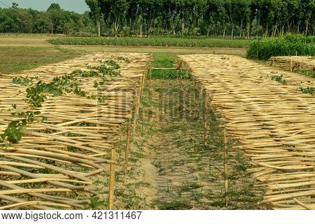 The Platform Has Been Made With Jute Sticks For Pointed Gourd, Parwal Or Parva Cultivation