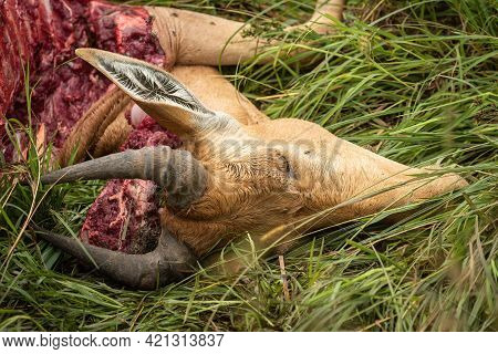 Close-up Of Head Of Coke Hartebeest Carcase