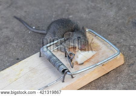 Dead Mouse In A Mousetrap. Mouse Hunting. The Mouse Is A Small Rodent And Pest