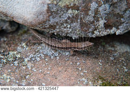 Close-up Of A European Wall Lizard On Sandstone Rock