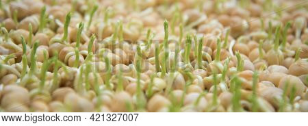 Germination Of Seeds In A Special Tray. Tray With Grid For Microgreening. Pea Seeds With Sprouts, Su