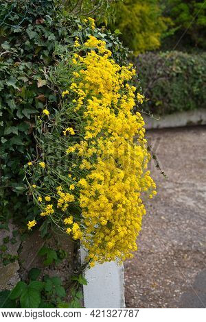 Yellow Flowering Dyer's Woad Hangs Down A Wall In Spring