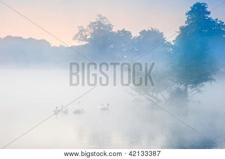 Stádo hejno Labutí na Misty mlha podzim podzim jezero