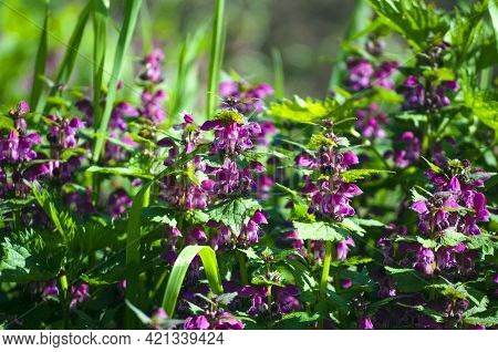 Deaf Nettle During The Flowering Period. Medicinal Plant, Herb With Magenta Flowers