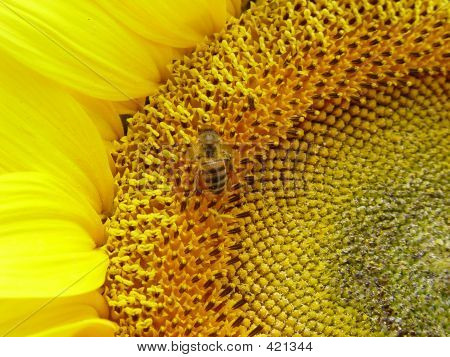 Slunečnice Bee