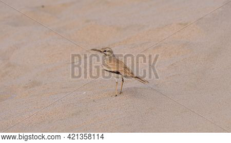 Greater Hoopoe-lark, Alaemon Alaudipes Bird Found In Desert Of Qatar.selective Focus