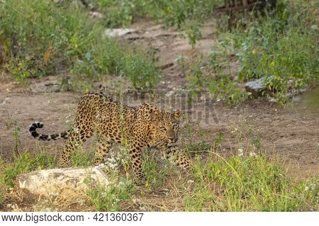 Leopard Or Panther On Stroll At Jhalana Forest Or Leopard Reserve Jaipur Rajasthan India - Panthera 