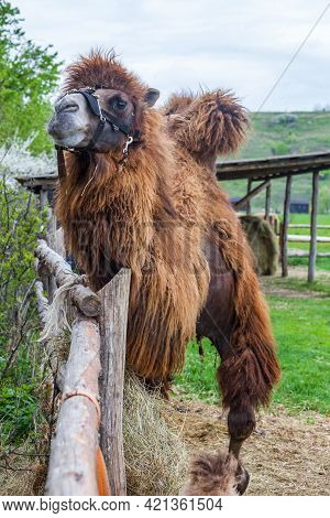 Bactrian Bactrian Camel In Harness At The Fence