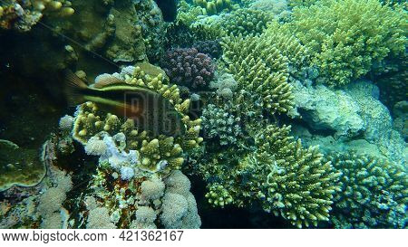 Blackside Hawkfish (paracirrhites Forsteri) Undersea, Red Sea, Egypt, Sharm El Sheikh, Nabq Bay