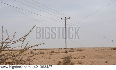 Desert Landscape With Electric Towers And Desert Thorn Lycium Shawii Plant. Selective Focus