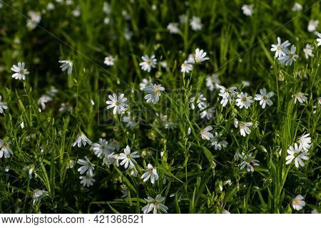 Flowering Greater Stitchwort In The Landscape Of The Province Of Overijssel, Region Of Twente, The N
