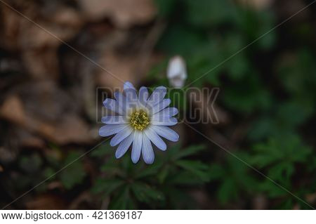 A Close-up On Early Spring Violet Flowers Crocus Growing And Blossoming In The Yerd