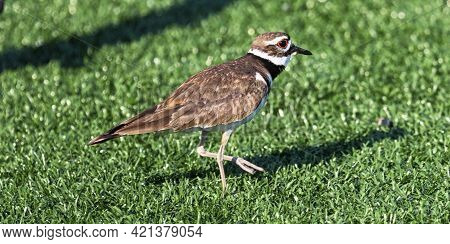 A Killdeer Plover Is Walking On Green Turf In Bright Sunshine.