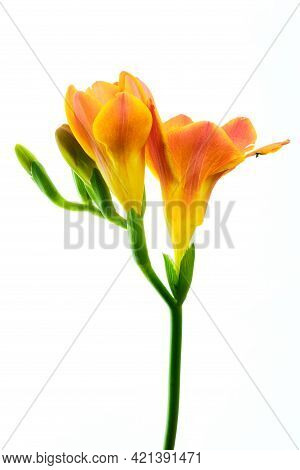 Beautiful Blooming Orange Freesia Flower  Isolated On White Background