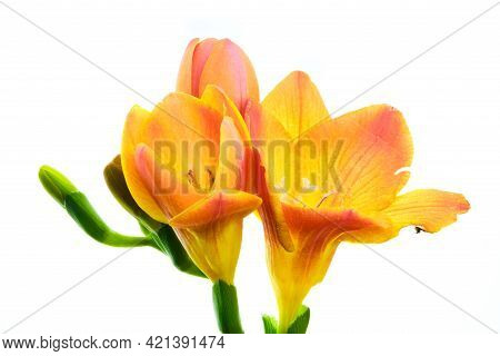 Beautiful Blooming Orange Freesia Flower  Isolated On White Background