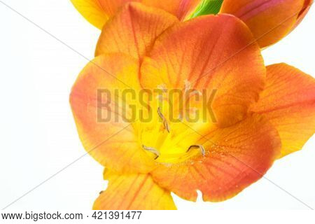 Beautiful Blooming Orange Freesia Flower  Isolated On White Background
