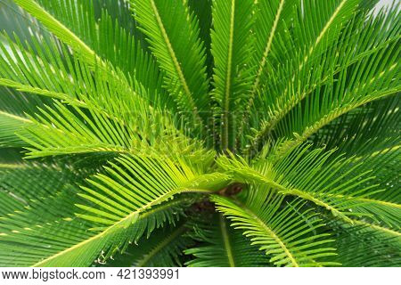 Close Up Cycadales Leaf Green, Fresh Palm