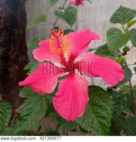 Pink Hawaiian Hibiscus Or Joba Flower(china Rose)