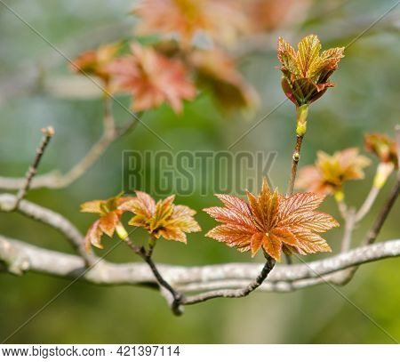 Red Sycamore Maple Leaf Buds Opening (acer Pseudoplatanus)