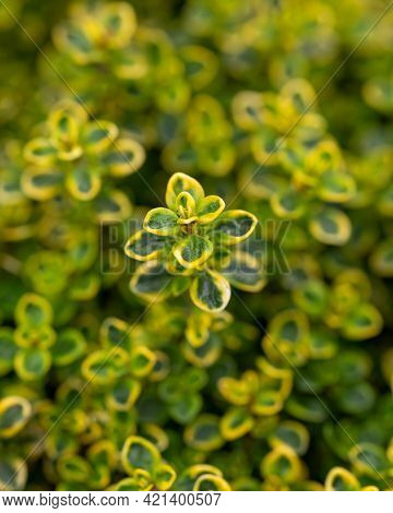 Lemon Thyme Plant Growing In The Herb Garden