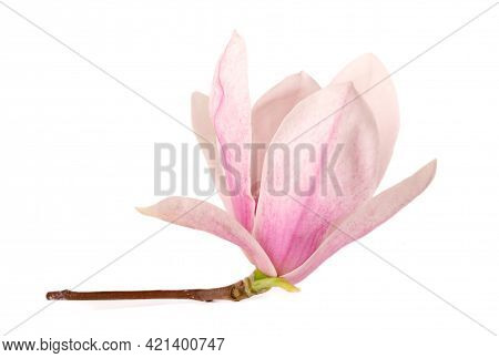 Magnolia Flower Isolated On White Background. Beautiful Spring Flowers.
