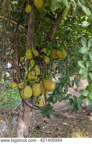 Fresh Jackfruit Tree. Jackfruit Traditional Fruit On The Tree. Lots Of Jackfruits On A Tree.