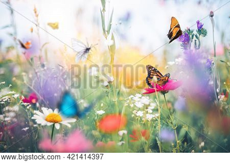 Butterfly Flower Images. This Photo Contains A Beautiful Butterfly With Wings Sitting On Flowers.
