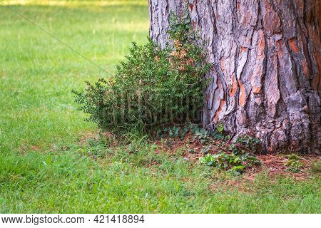 The Base Of The Trunk Of An Old Pine Tree In Park. Pinus Pinea, Also Known As The Italian Stone Pine