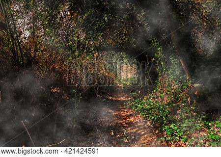 Mysterious Path In The Woods - Dark Passage Through The Forest With Light And Shadows In The Plant T