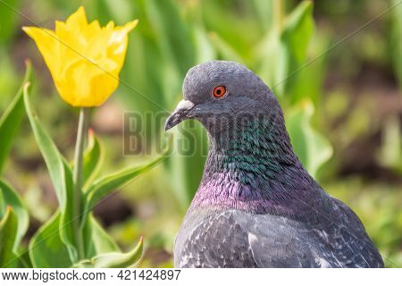 Portrait Of A Common Grey Urban Pigeon In The Picturesque Green Meadow With Yellow Tulips. Domestic 
