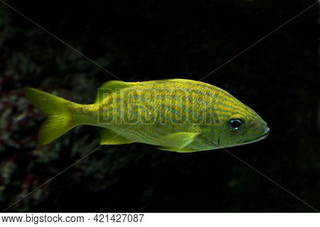 The French Grunt (haemulon Flavolineatum)  In Aquarium.