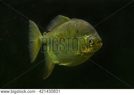 Redhook Myleus, Redhook Silver Dollar (myloplus Rubripinnis).