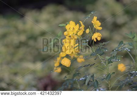 Cassia Corymbos, Cassia Corymbosa Oder Senna, Nahaufnahme