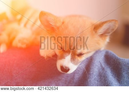 Young Female Holding Cute Little Pembroke Welsh Corgi Puppy. Taking Care And Adopting Pets Concept. 