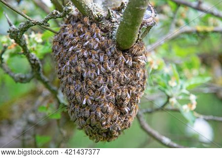 Swarm of bees left the hive and together with bee's queen and resting on the apple tree