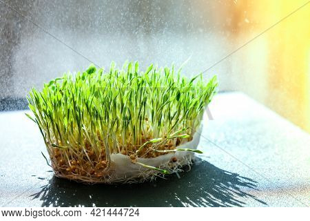 Germination Sprouted Wheat On Table. Roots, Food, Health. Micro Green Sprouts. Organic, Vegan Health