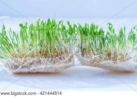 Young Green Plants In Plastic Bottle. Ecology And Environmental Conversation. Earth Day Concept. Glo