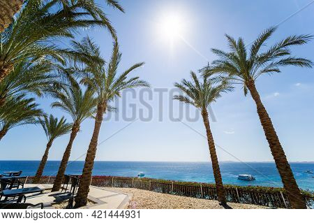Tall Palms At Teracce Near The Sea Against The Blue Sky