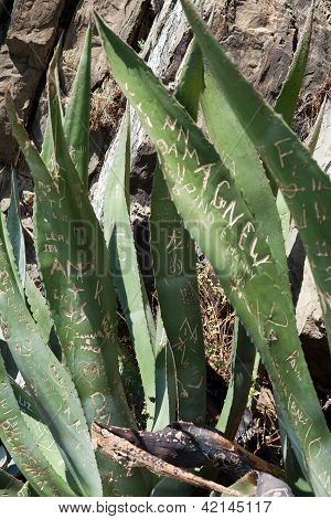 love confession on leaf Aloe. Cinque Terre Italy